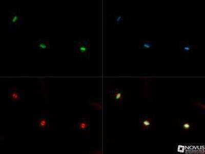 Immunocytochemistry/ Immunofluorescence: Histone H3 [Monomethyl Lys36] Antibody [NB21-1251]